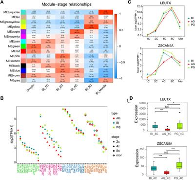 The single-cell expression profile of transposable elements and transcription factors in human early biparental and uniparental embryonic development